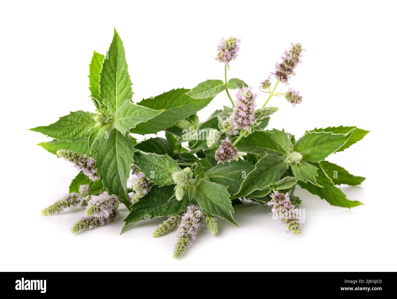 Fresh horse mint with flowers isolated on white background Stock Photo