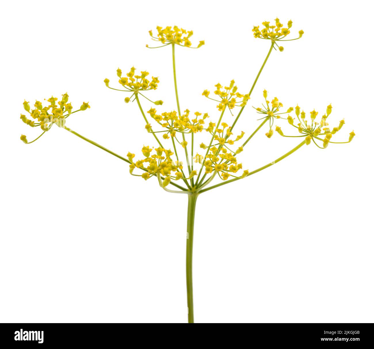 Parsnip Flowers