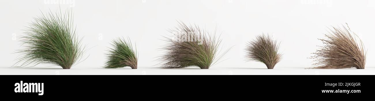 3d illustration of set chionochloa rubra grass isolated on white background Stock Photo
