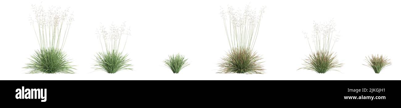 3d illustration of set deschampsia cespitosa northern lights grass isolated on white background Stock Photo