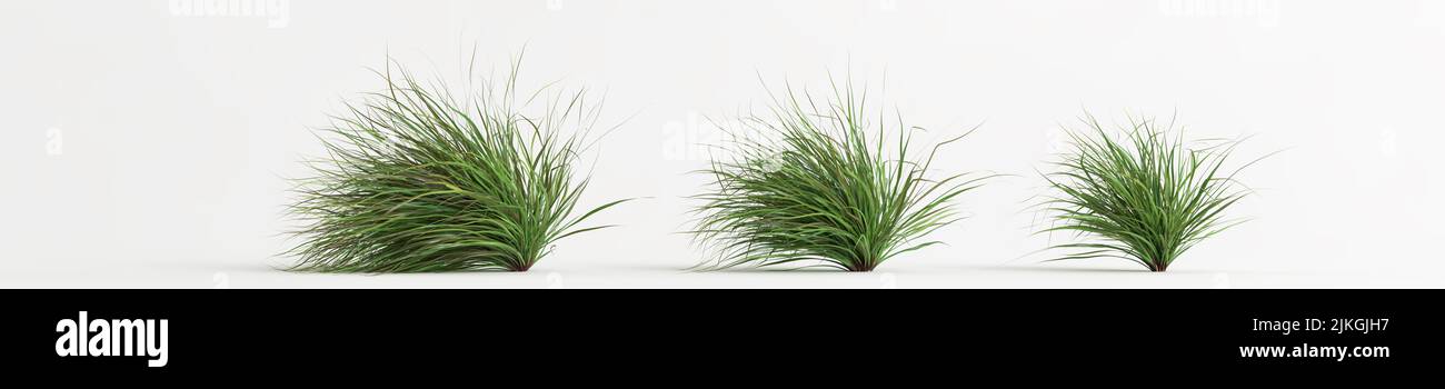 3d illustration of set cymbopogon citratus grass isolated on white background Stock Photo