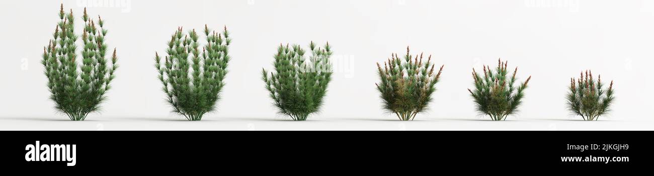 3d illustration of set elegia capensis grass isolated on white background Stock Photo