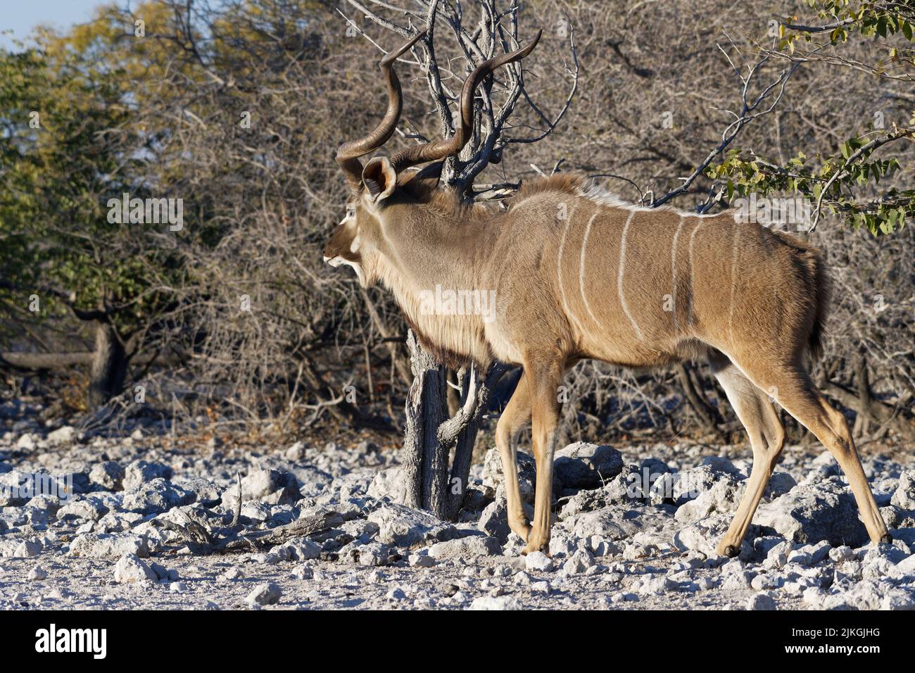 Greater Kudu Tragelaphus Strepsiceros Adult Male Walking On Arid greater-kudu-tragelaphus-strepsiceros-adult-male-walking-on-arid