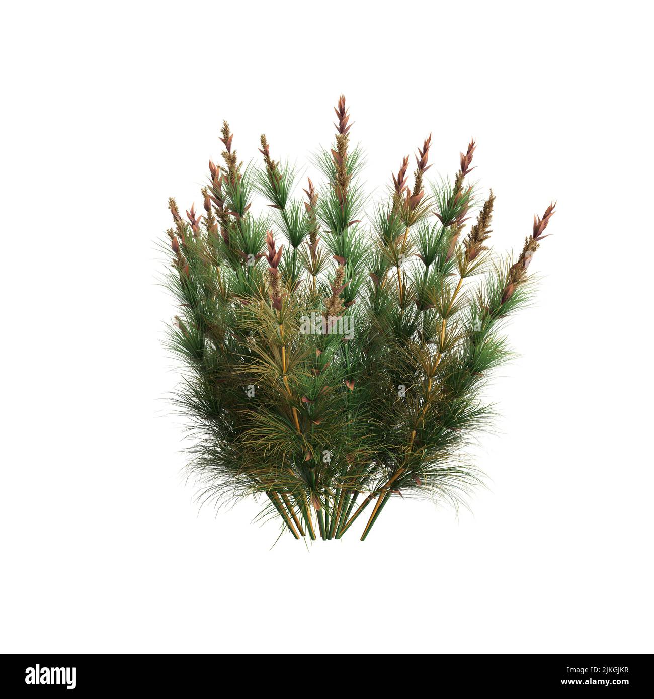 3d illustration of elegia capensis grass isolated on white background Stock Photo