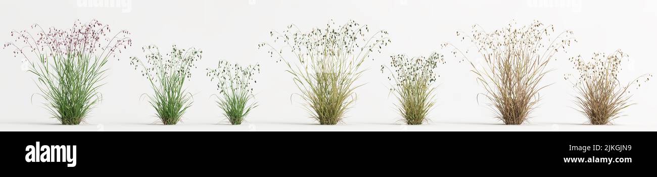 3d illustration of set briza media grass isolated on white background Stock Photo