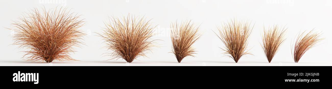 3d illustration of set carex buchananii grass isolated on white background Stock Photo