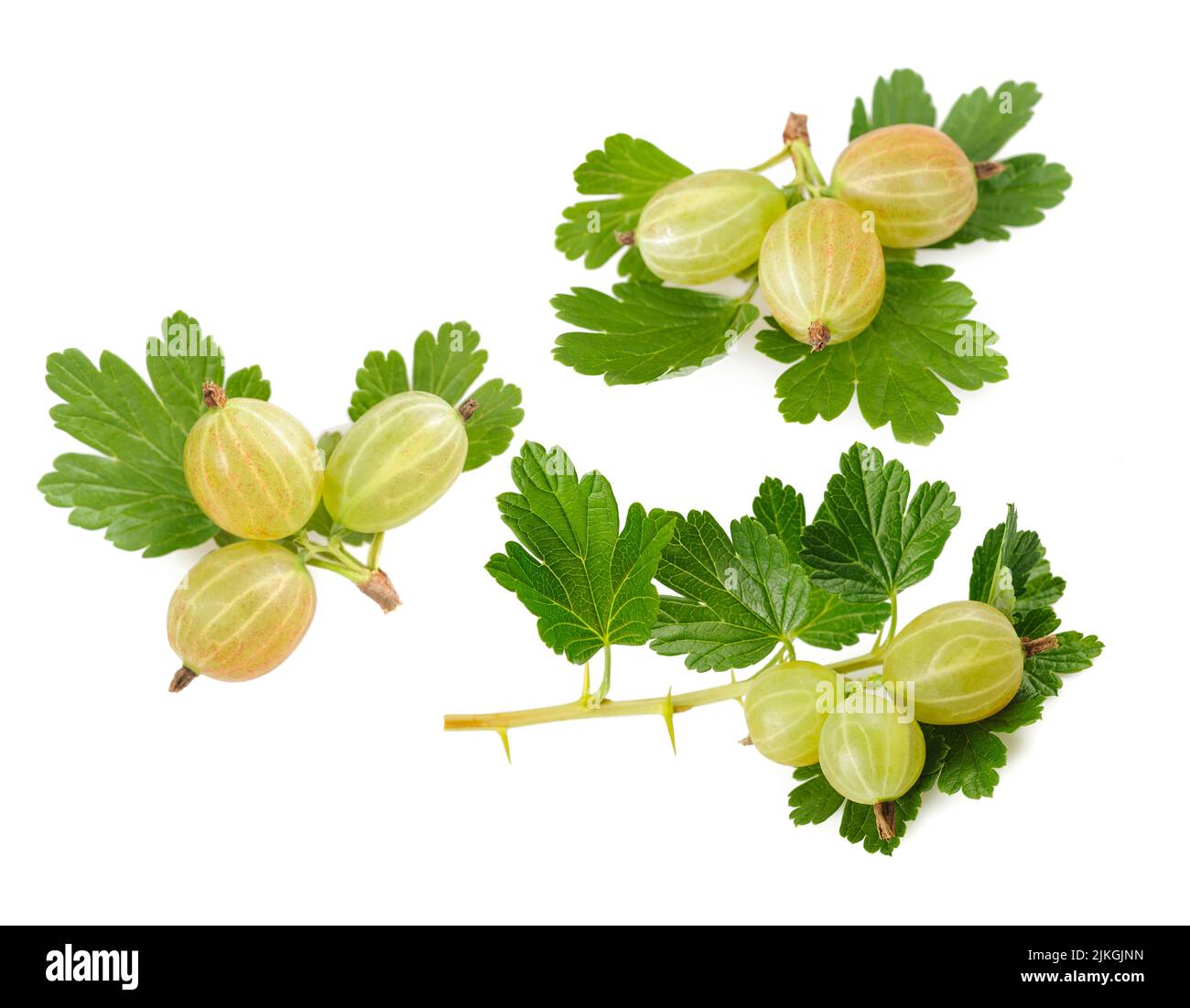 Gooseberry (Ribes uva-crispa) isolated on white background Stock Photo