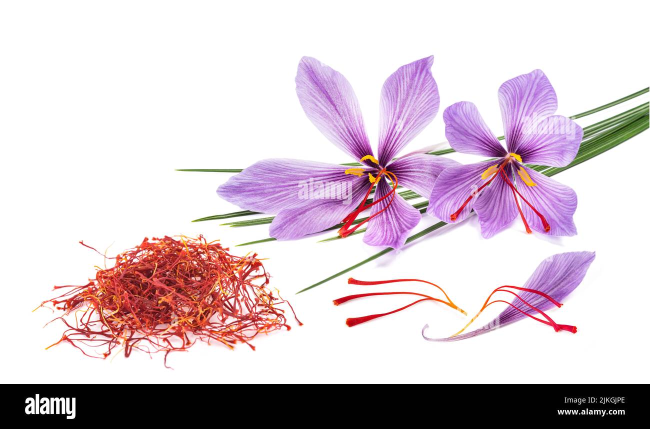 Saffron flowers with dried stigmas group isolated on white background