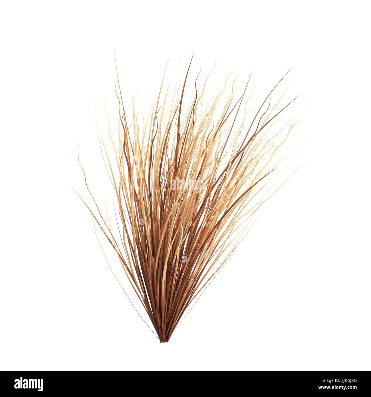 3d illustration of carex buchananii grass isolated on white background Stock Photo