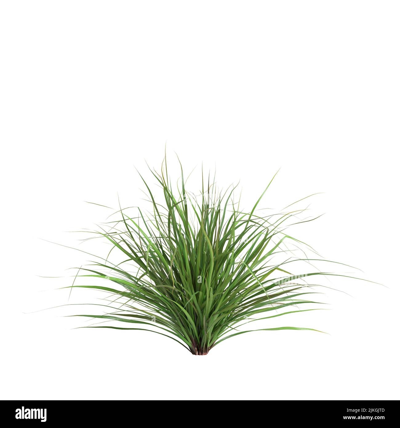 3d illustration of cymbopogon citratus grass isolated on white background Stock Photo