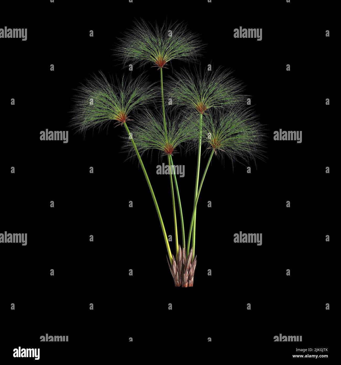 3d illustration of cyperus papyrus grass isolated on black background Stock Photo