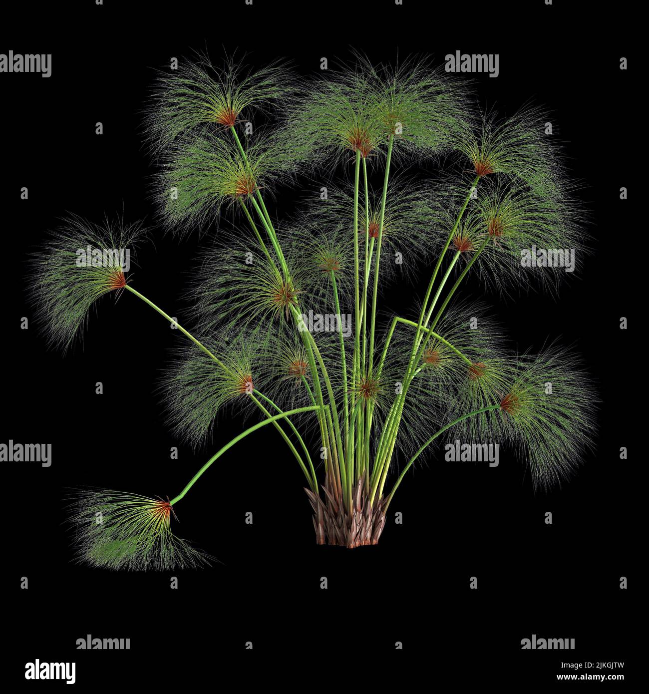 3d illustration of cyperus papyrus grass isolated on black background Stock Photo