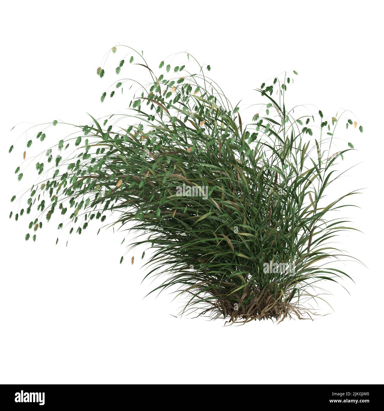 3d illustration of chasmanthium latifolium grass isolated on white background Stock Photo
