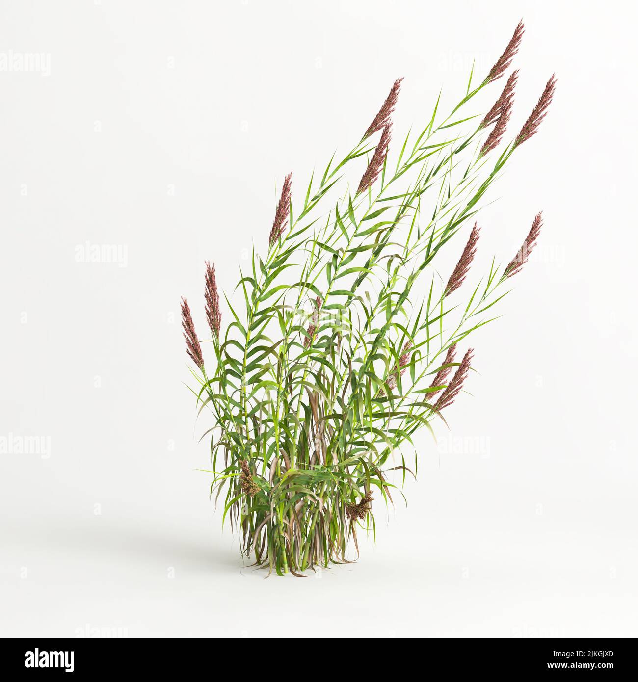 3d illustration of arundo donax grass isolated on white background Stock Photo