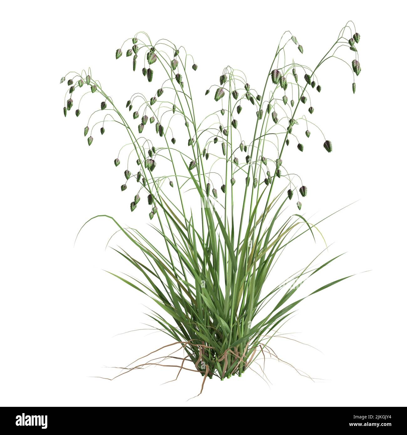 3d illustration of briza media grass isolated on white background Stock Photo