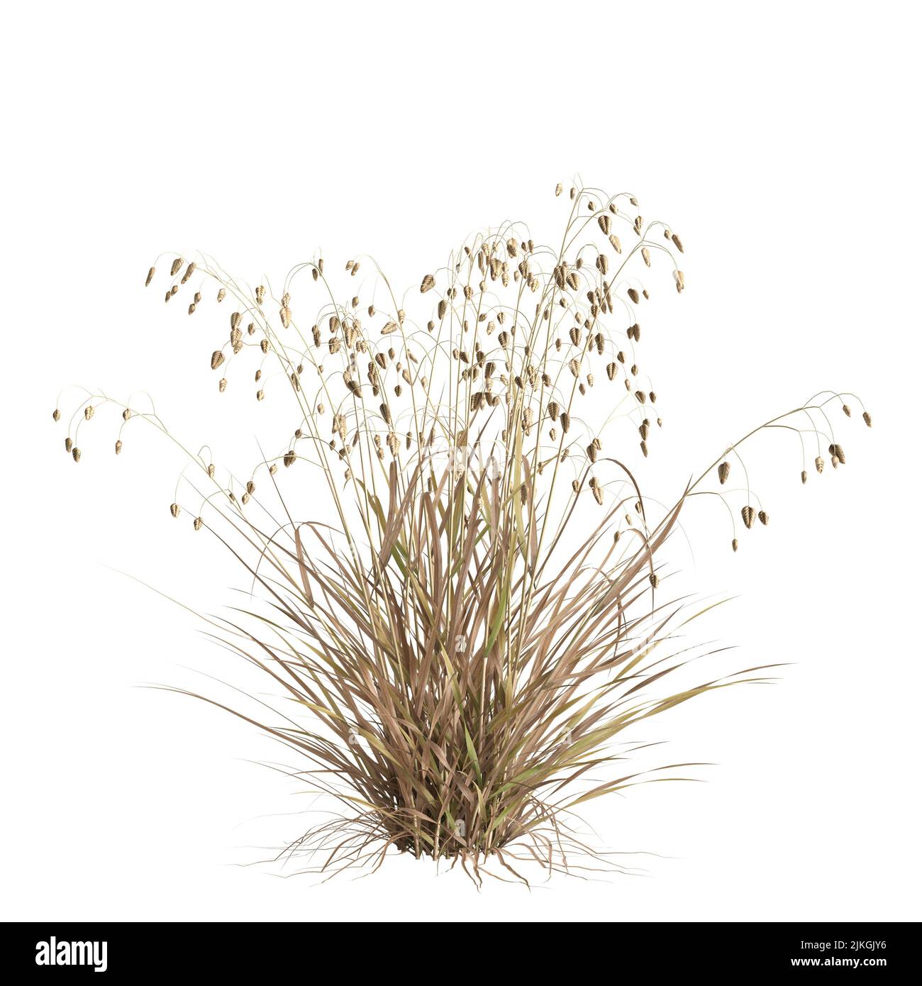 3d illustration of briza media grass isolated on white background Stock Photo