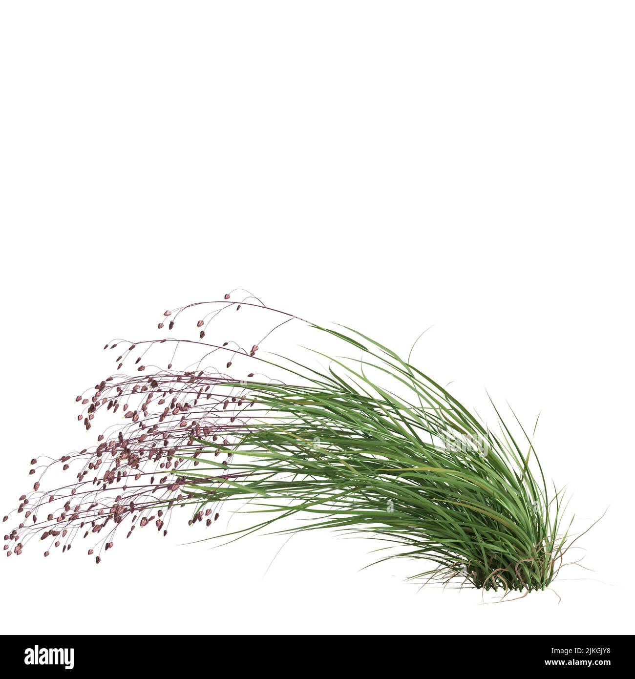 3d illustration of briza media grass isolated on white background Stock Photo