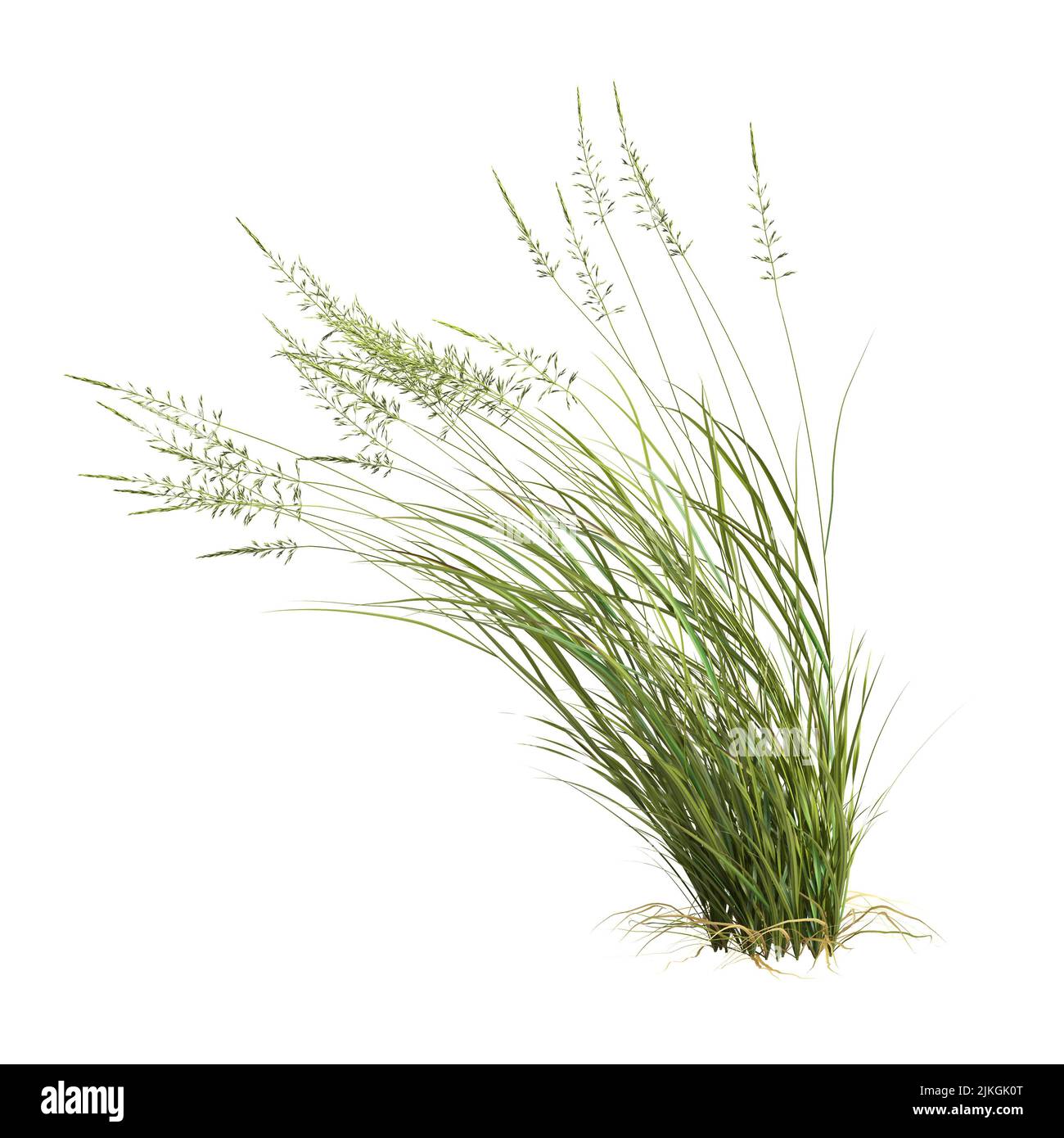 3d illustration of arrhenatherum elatius grass isolated on white background Stock Photo