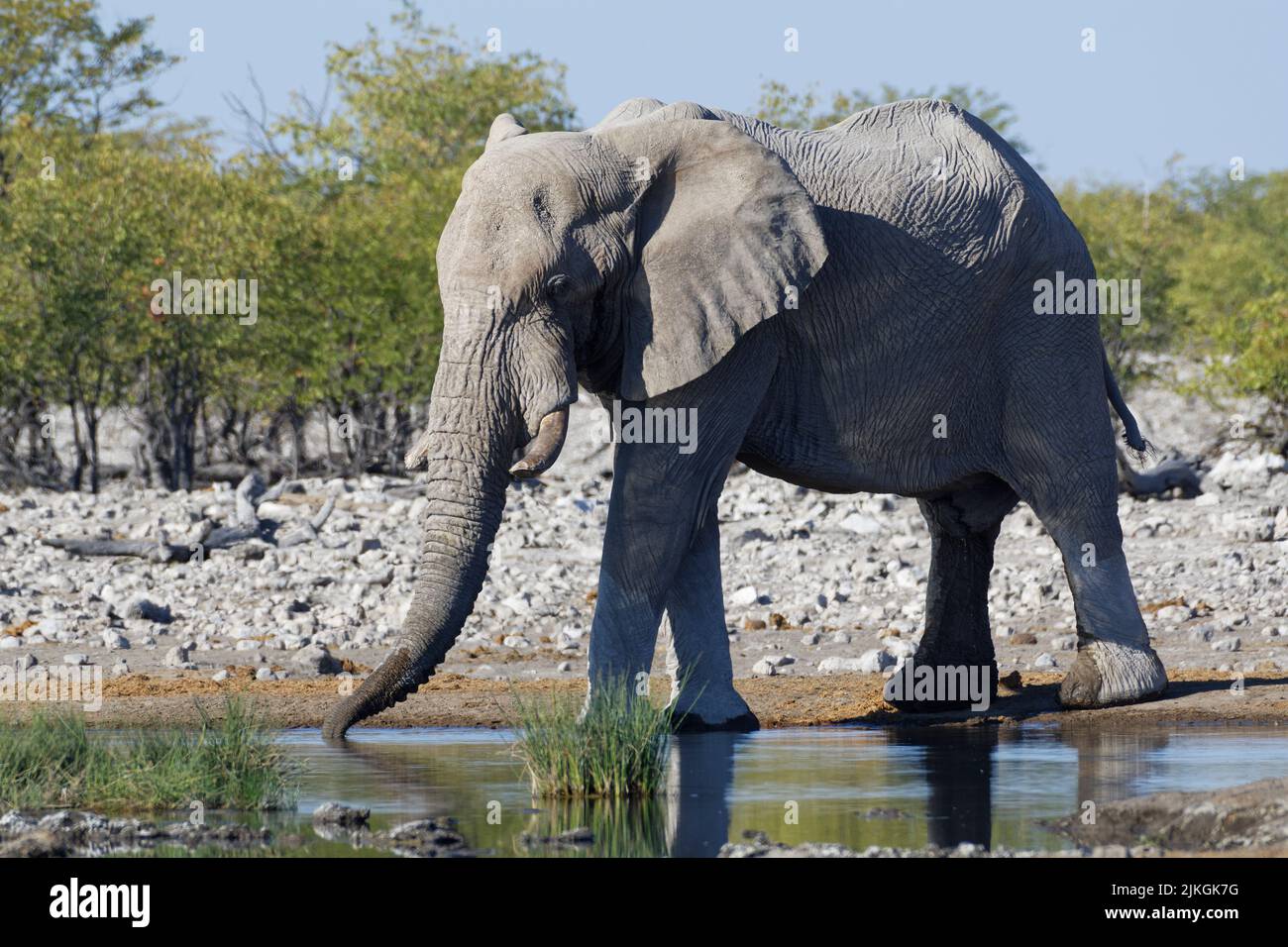 African bush elephant (Loxodonta africana), adult male, drinking at waterhole, Etosha National Park, Namibia, Africa Stock Photo