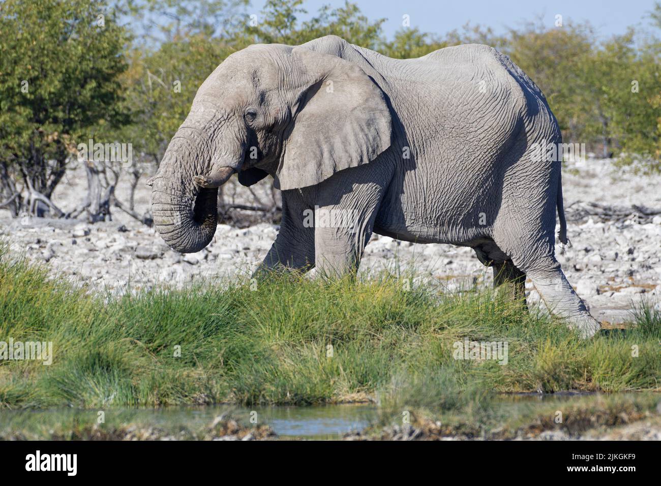 African bush elephant (Loxodonta africana), adult male, drinking at waterhole, Etosha National Park, Namibia, Africa Stock Photo