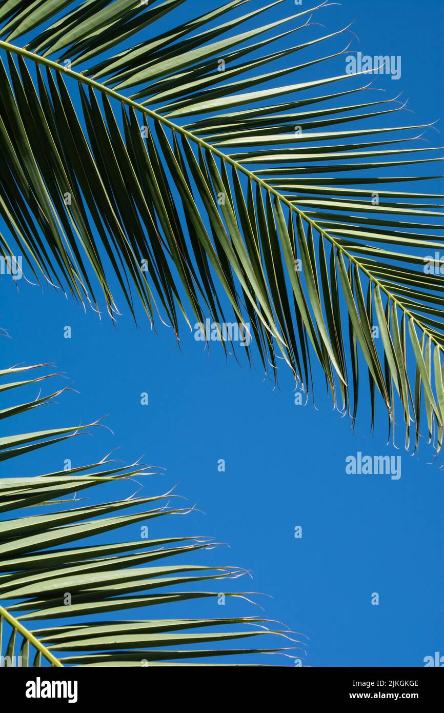 tropical leaves of a palm tree against the clear blue summer sky Stock Photo