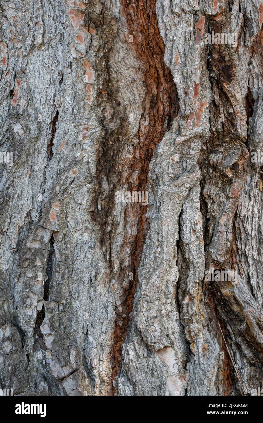 Closeup shot pine tree scenery hi-res stock photography and images - Alamy