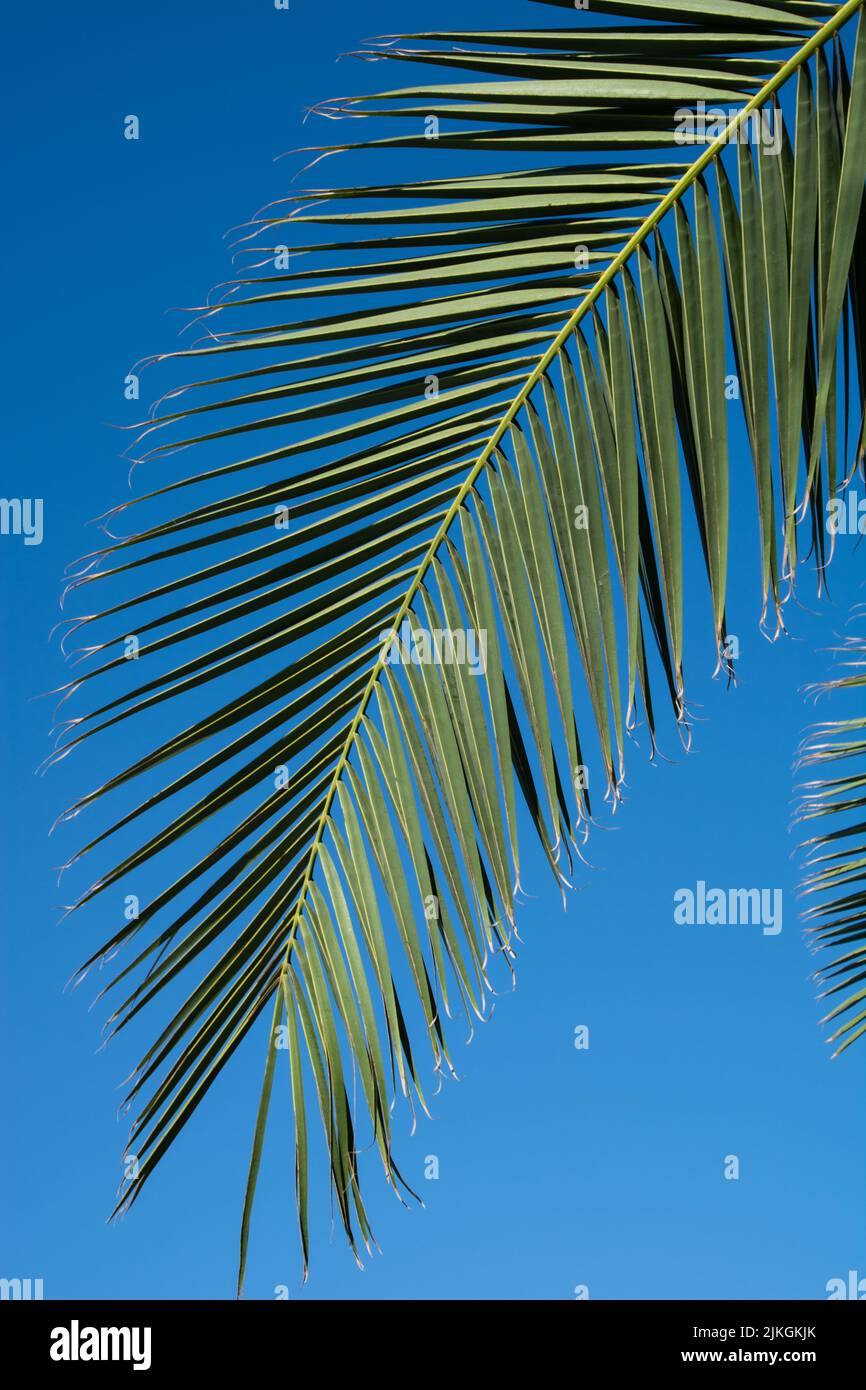 green Palm leaf against blue sky summer holiday background Stock Photo