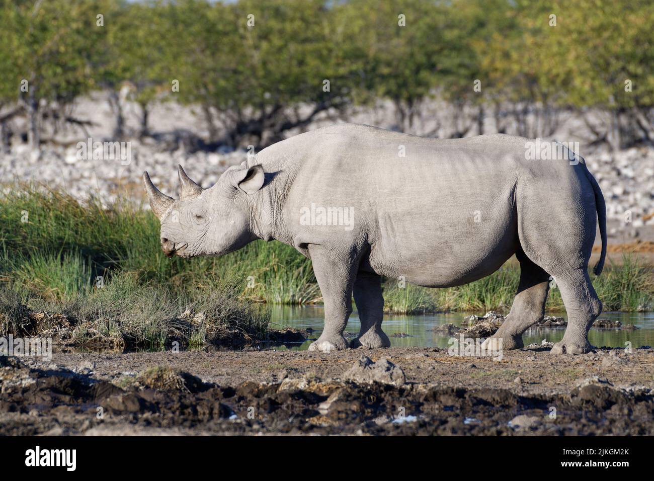 Black rhinoceros (Diceros bicornis), adult male, standing at waterhole, Etosha National Park, Namibia, Africa Stock Photo