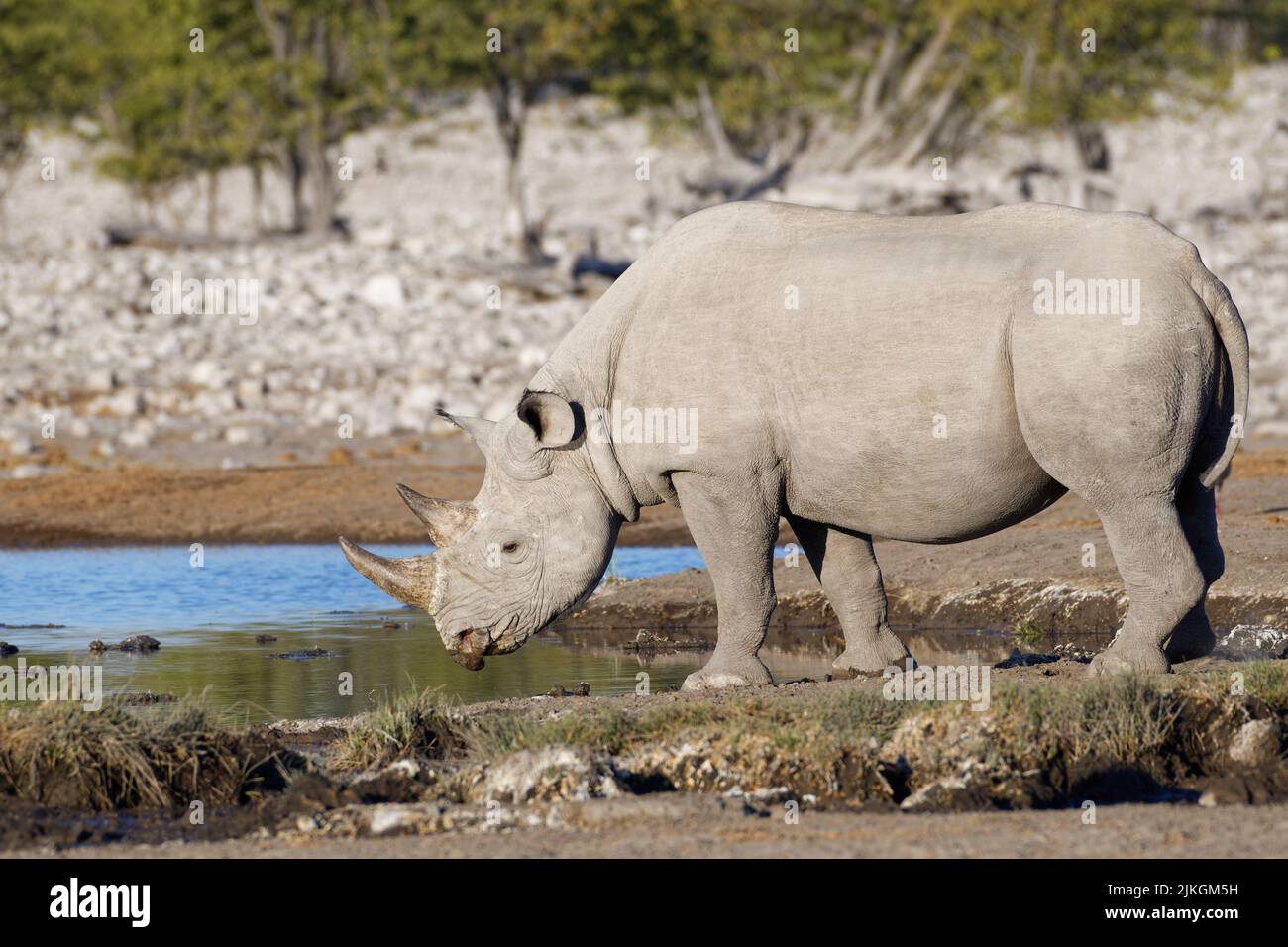 Black rhinoceros (Diceros bicornis), adult male, drinking at waterhole, Etosha National Park, Namibia, Africa Stock Photo