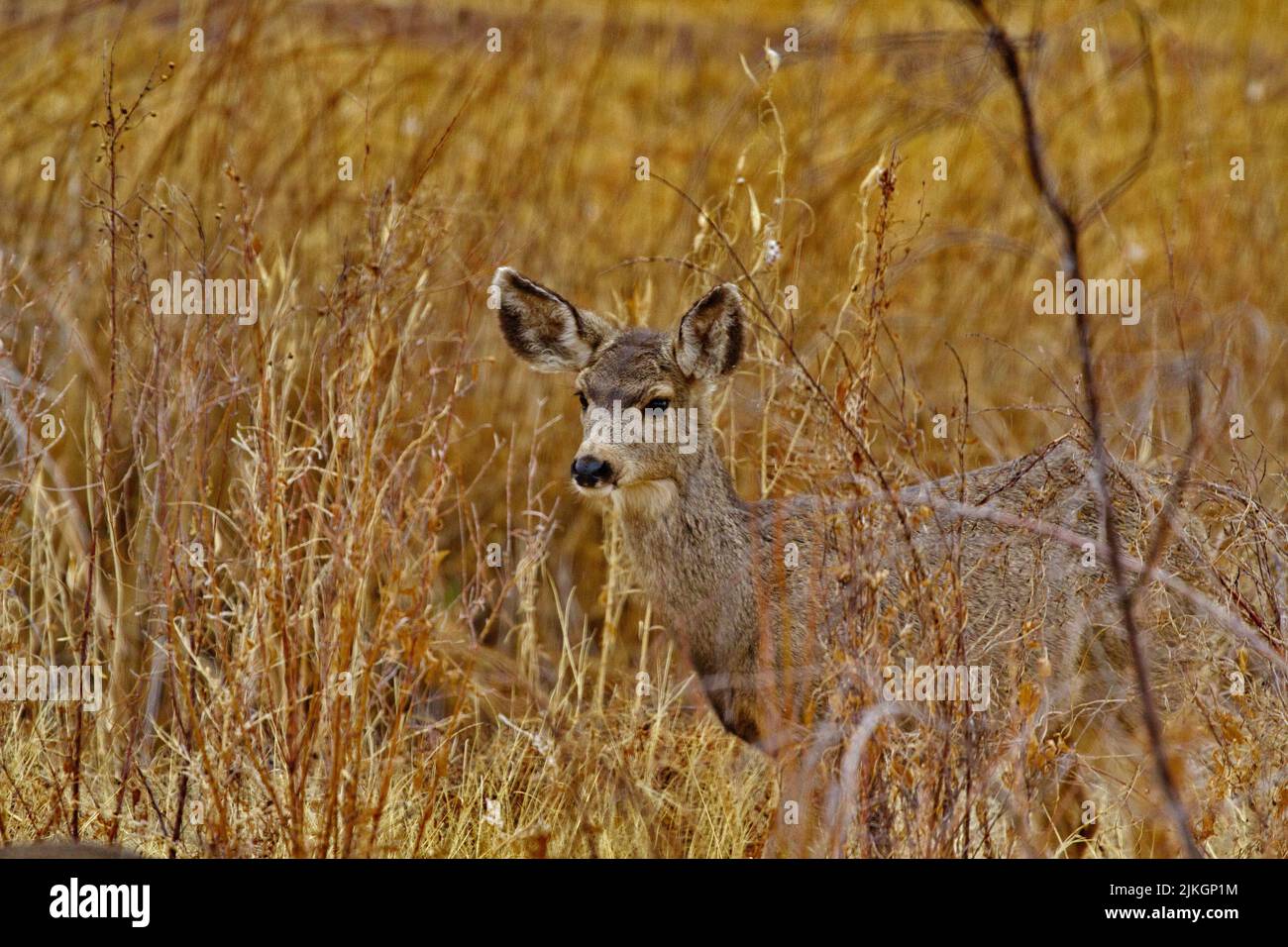 Alert deer in dry, golden autumn grass of New Mexico field at Bosque del Apache National Wildlife Refuge Stock Photo