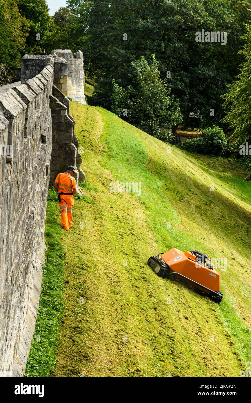 Grass slope mowed by remote-controlled orange robotic mower (KommTek RoboFlail) & worker in hi-vis - historic York city walls, Yorkshire, England, UK. Stock Photo