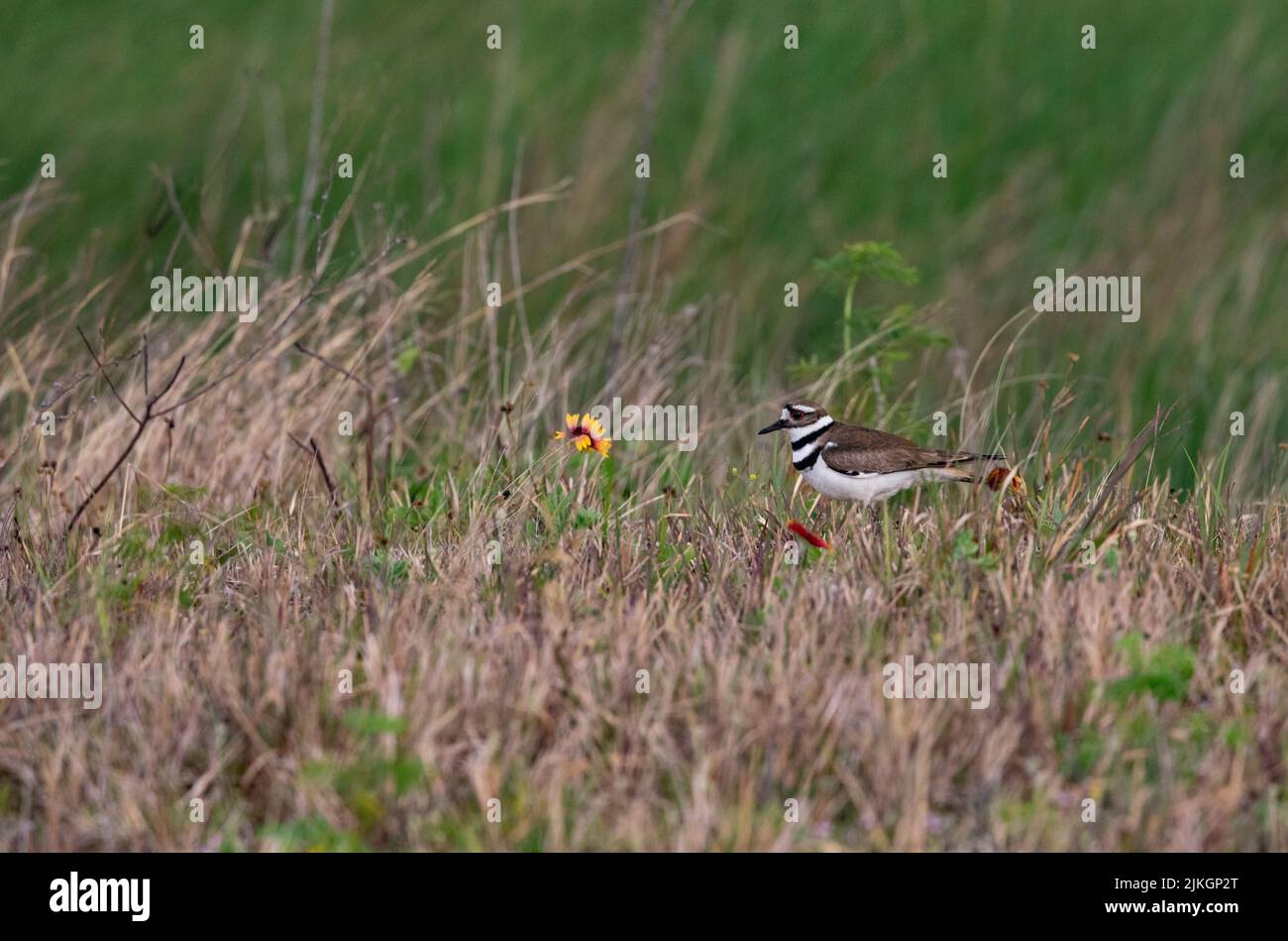 Killdeer with distinctive double breast bands visible stands in flora of Sabine National Wildlife Refuge in Louisiana, United States Stock Photo