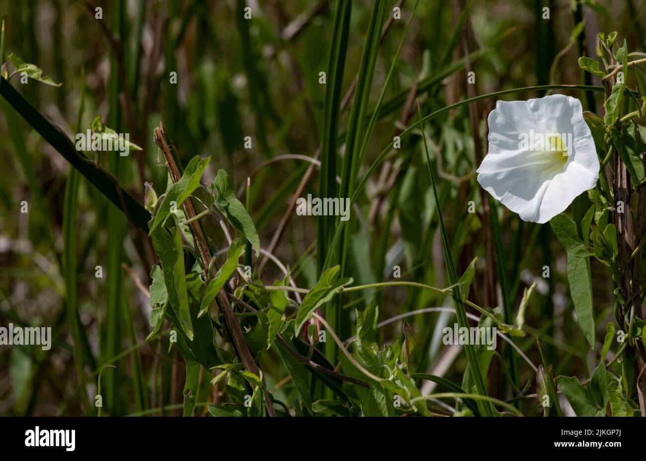 Morning glory wildflower climbing upward in reeds and grasses of Sabine National Wildlife Refuge in Cameron Parish, Louisiana, USA Stock Photo