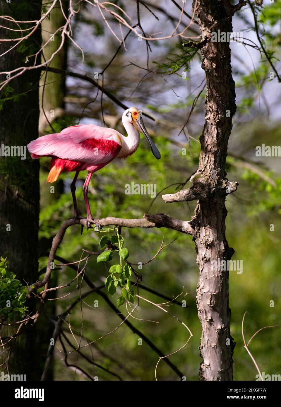 Sunlit Roseate Spoonbill perching on branch in natural environment of Rip's Rookery on Jefferson Island in New Iberia, Louisiana Stock Photo