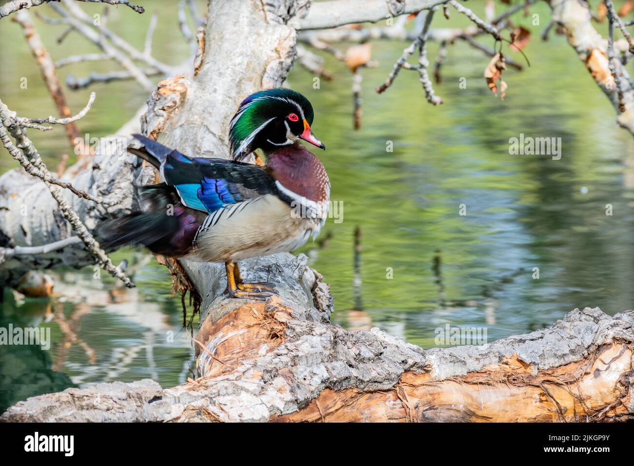 A close-up shot of a wood duck on a tree branch in the background of a pond Stock Photo