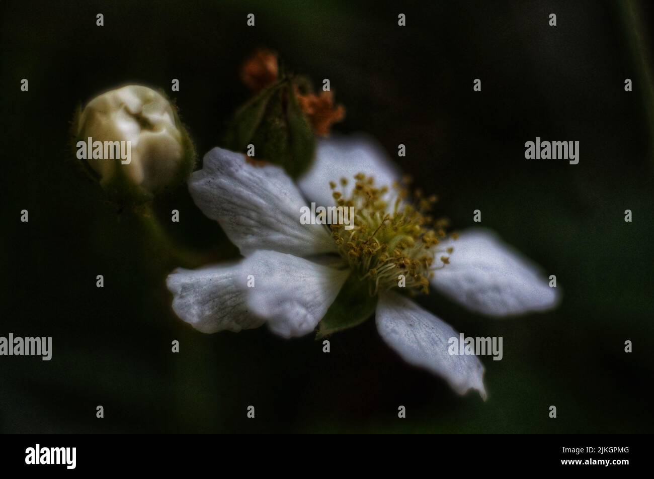 A selective focus shot of blackberry flower in the garden Stock Photo