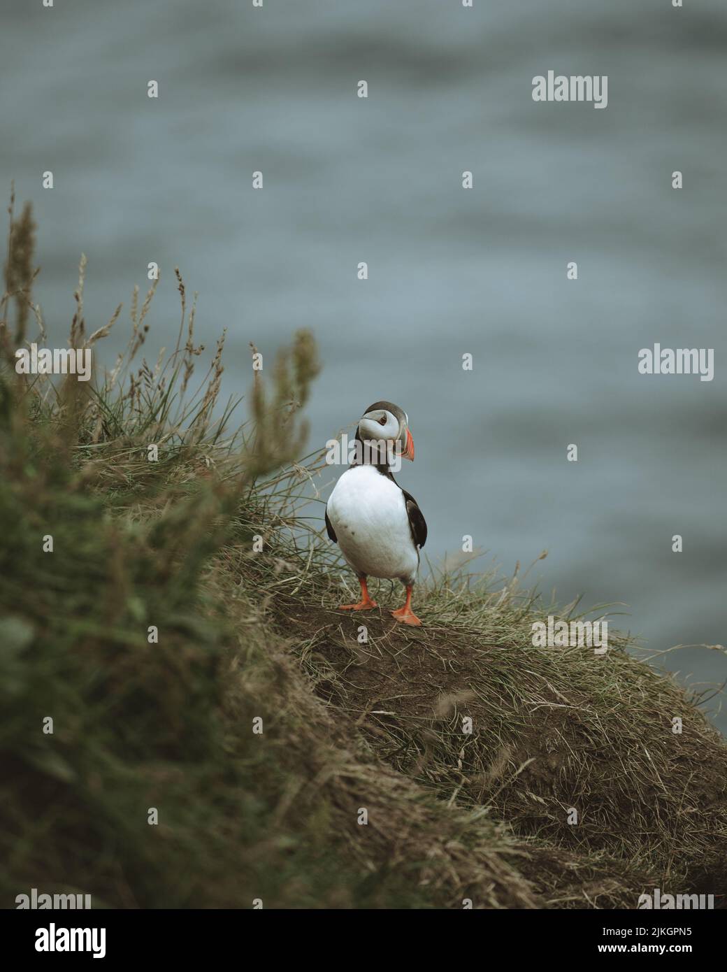 A vertical shot of an Atlantic puffin (Fratercula arctica) on a blurred background on Faroe islands Stock Photo