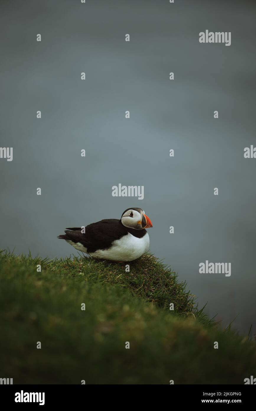 A vertical shot of an Atlantic puffin (Fratercula arctica) on a blurred background on Faroe Islands Stock Photo
