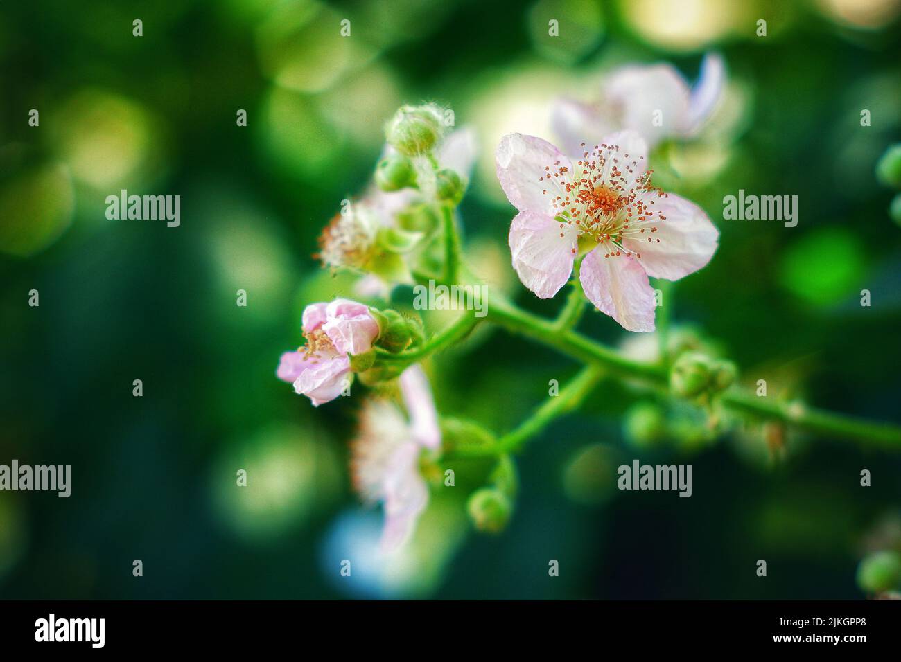 A selective focus shot of blackberry flowers in the garden Stock Photo