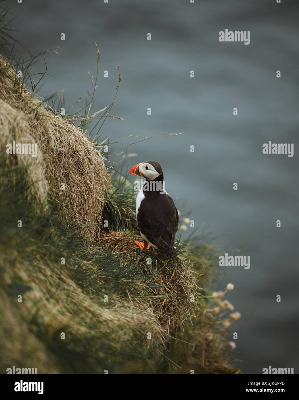 A vertical shot of an Atlantic puffin (Fratercula arctica) on a blurred background on Faroe islands Stock Photo