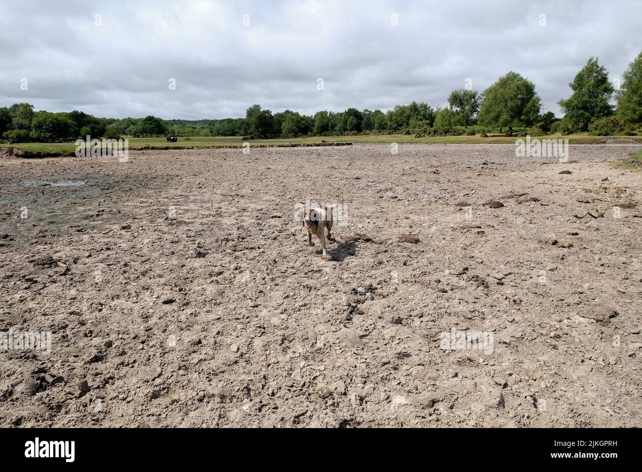 Can Dogs Drink Rain Water