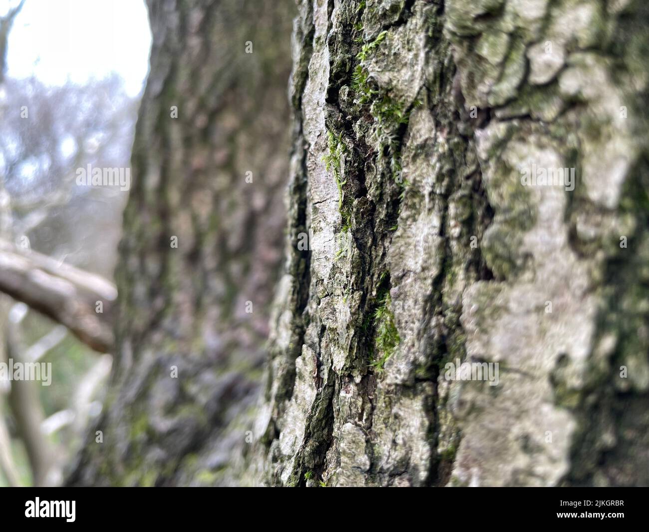 A Closeup of a tree bark in the forest Stock Photo - Alamy