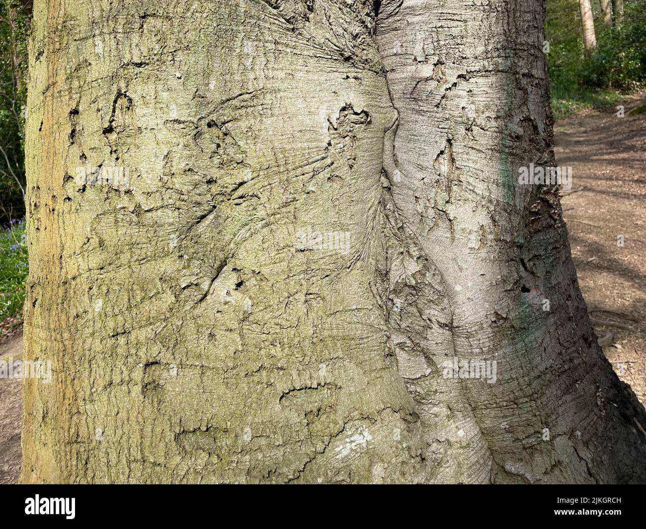 Beech tree bark closeup hi-res stock photography and images - Alamy