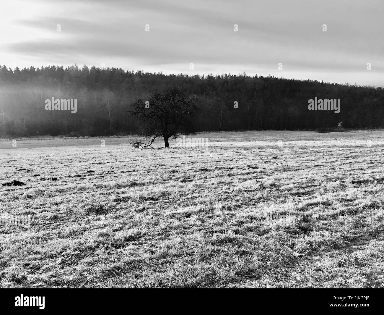 A grayscale shot of single tree in the field with foggy forests in the ...