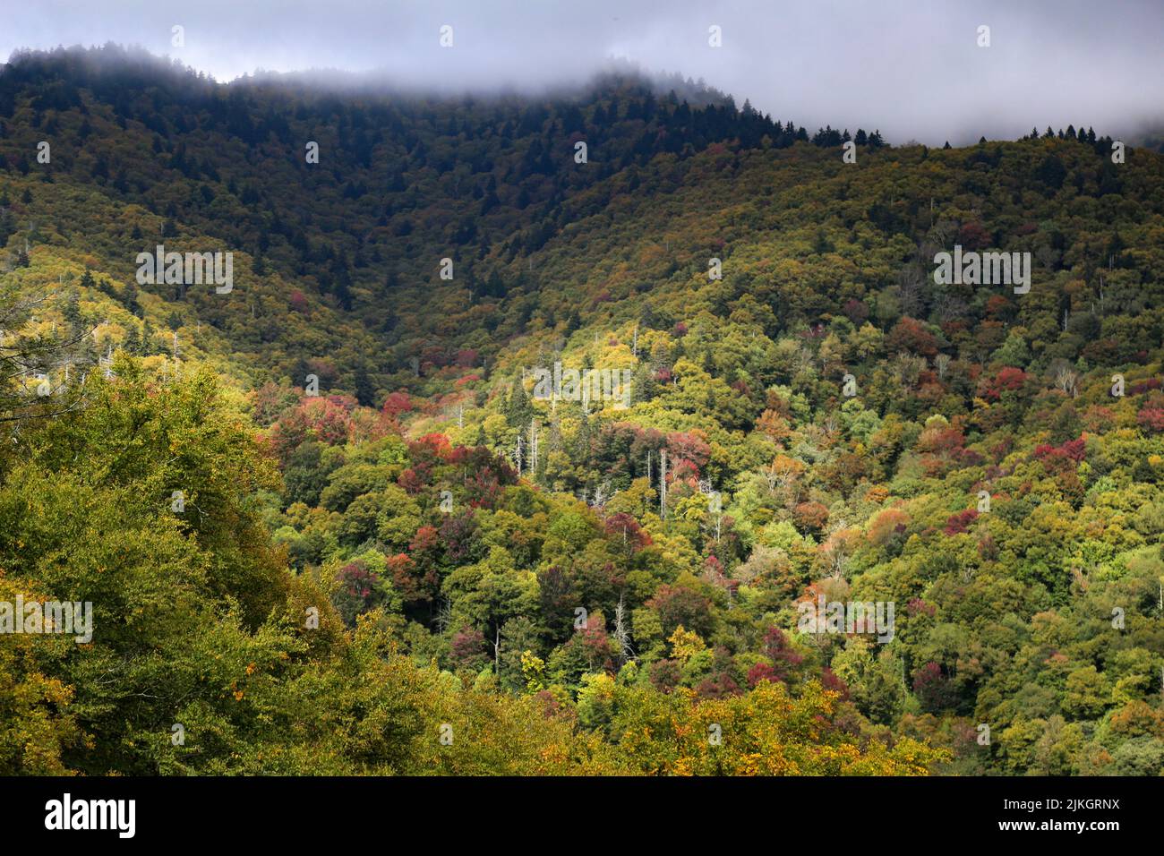 A beautiful landscape of colorful dense forests in a mountainous area Stock Photo