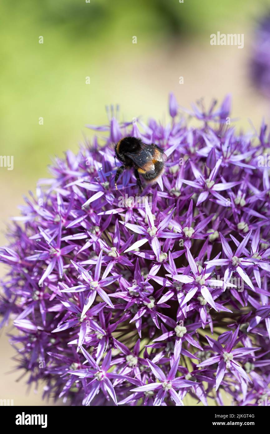 Bee collecting pollen from a Purple Allium Stock Photo