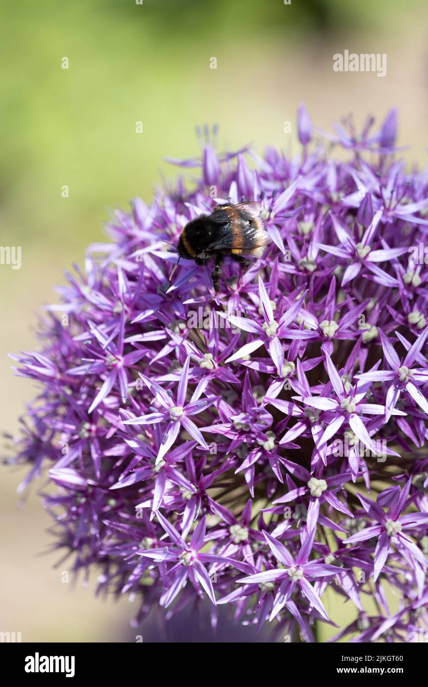 Bee collecting pollen from a Purple Allium Stock Photo