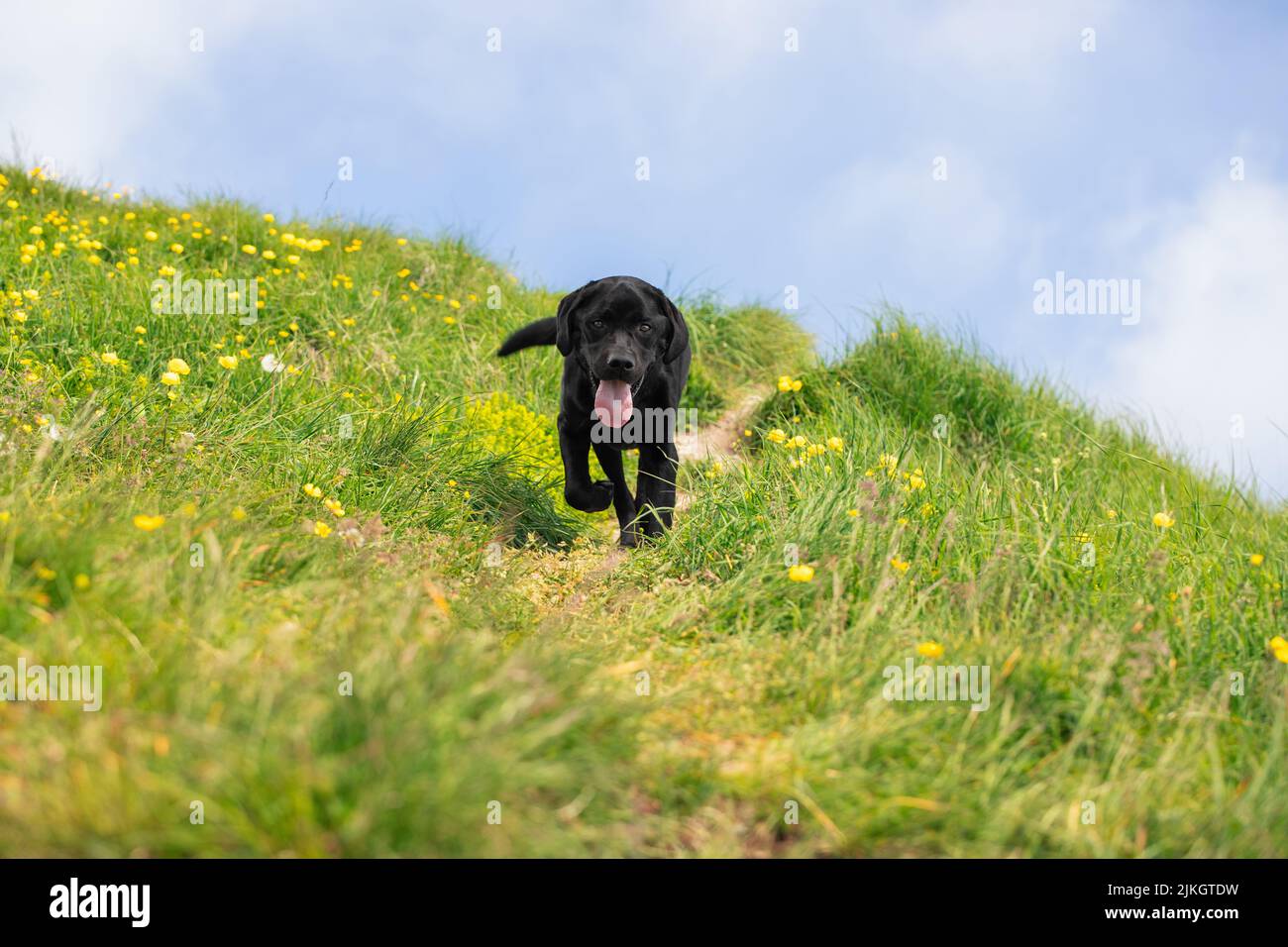 Black labrador puppy red collar hi-res stock photography and images - Alamy