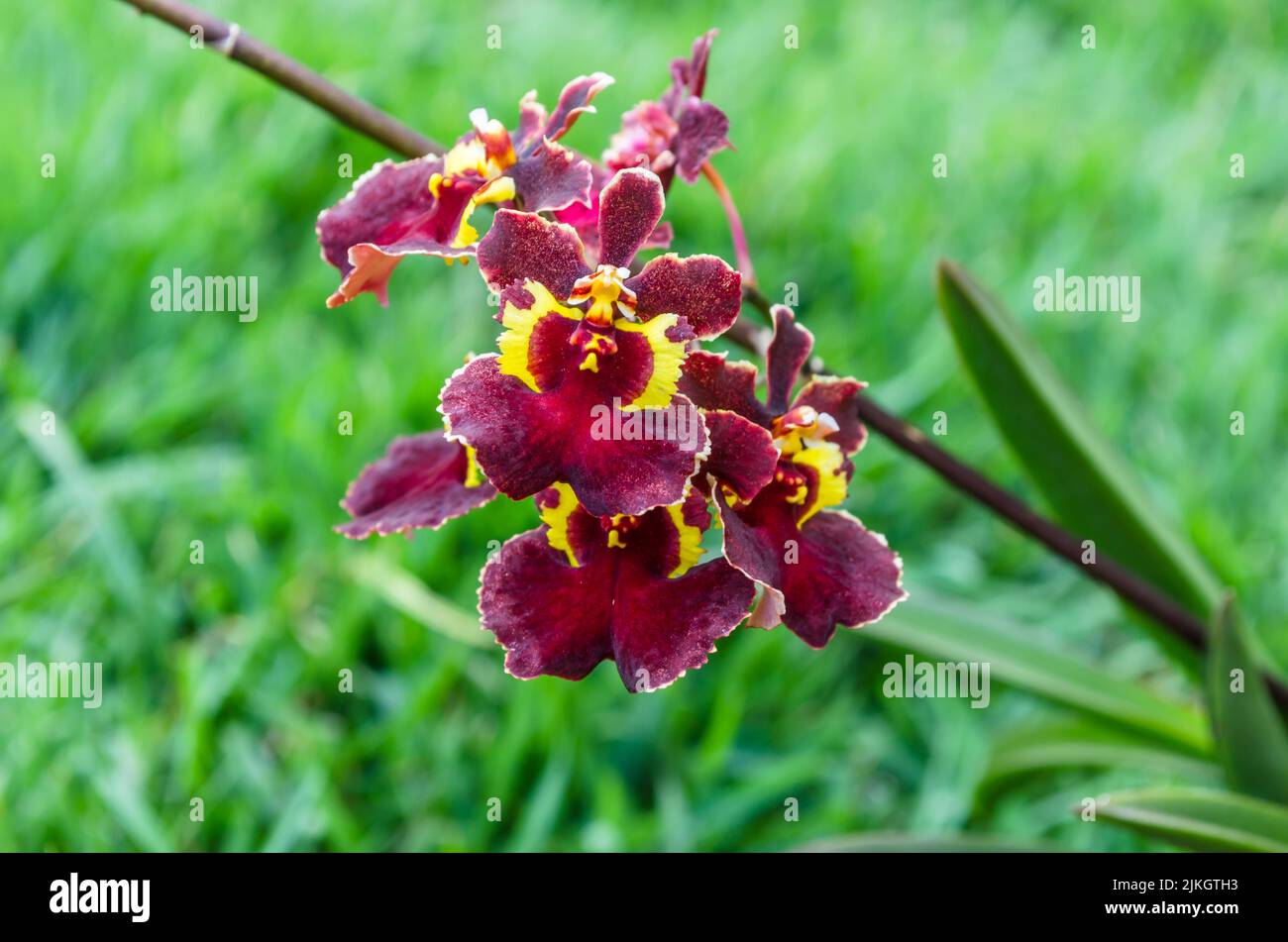 A closeup shot of a beautiful Tolumnia Equitante Orchid on green blurry background Stock Photo