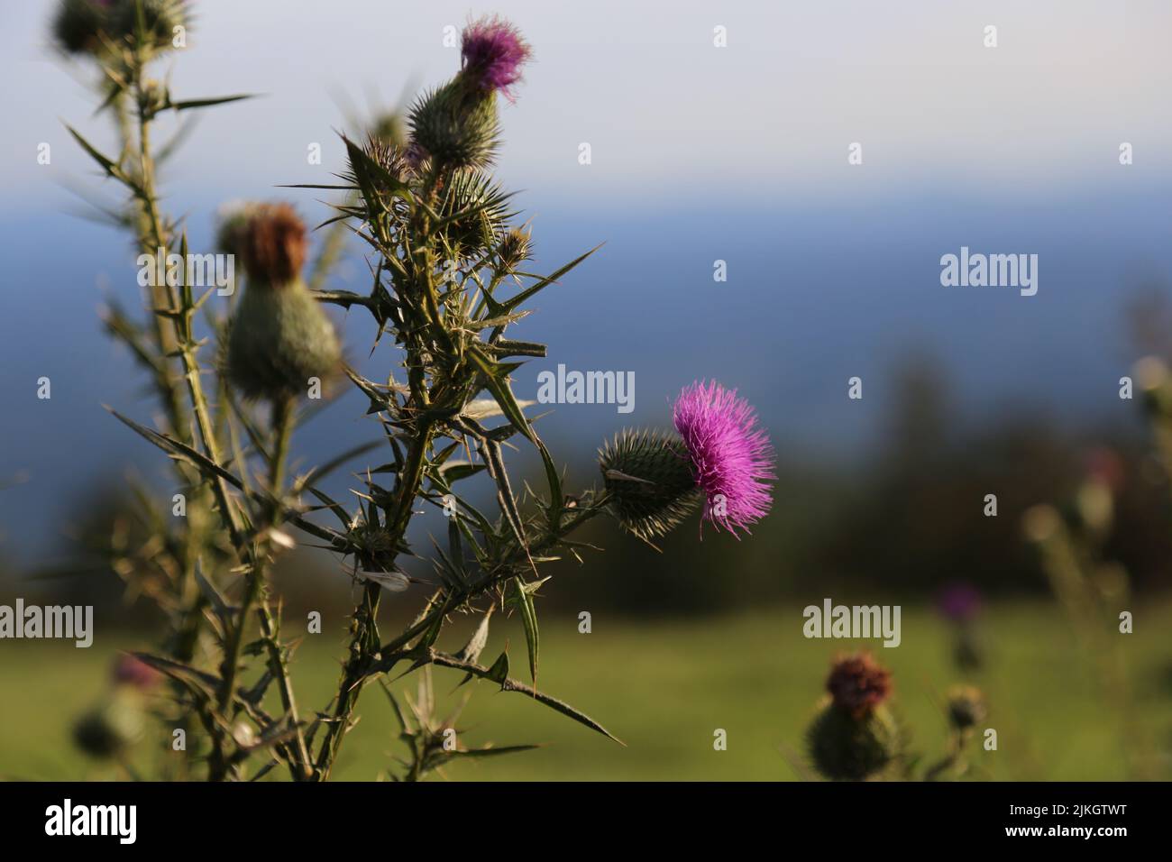 A closeup shot of plumeless thistles on the blurry background Stock Photo